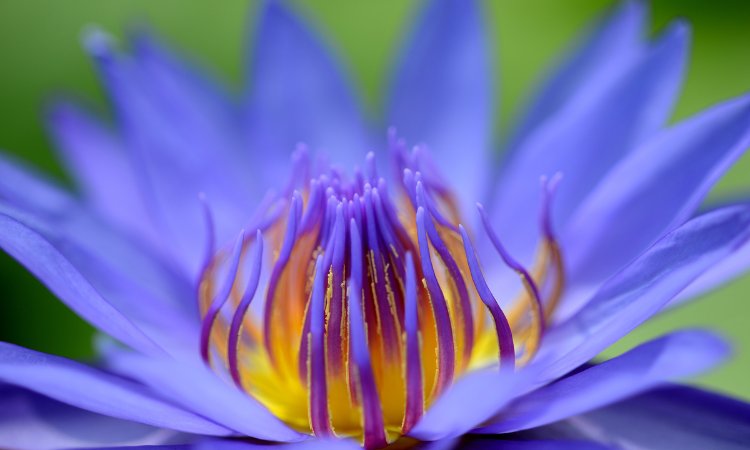 Blue Lotus