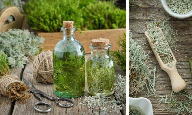 Blue Cypress Plant and Oil