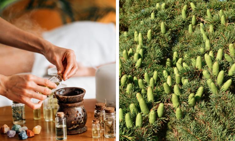 Cedarwood Essential Oil