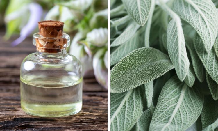 Clary Sage Essential Oil