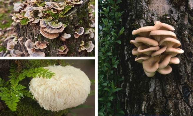 Variety of mushrooms growing on trees, often studied for the health benefits of mushroom compounds.
