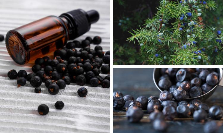 Juniper Berry Essential Oil