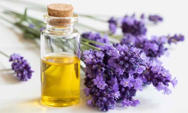 Lavender Essential Oil