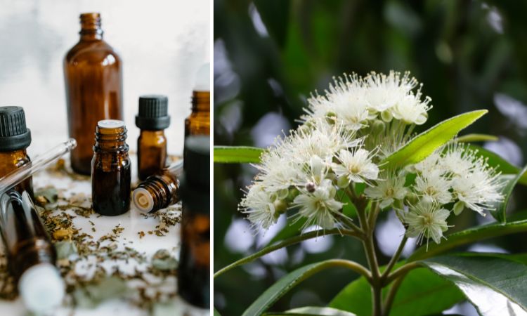 Lemon Myrtle Essential Oil