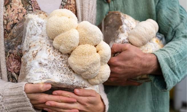 Freshly harvested mushrooms held in hands, commonly featured in discussions about whether mushrooms are good for you.