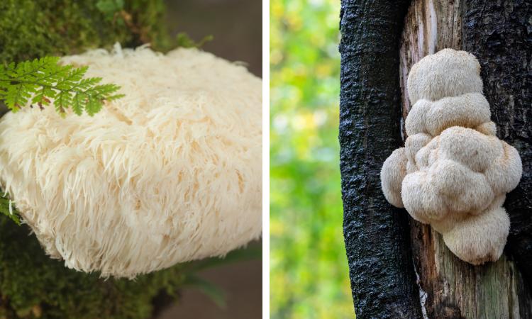 Fresh lion’s mane mushrooms on trees, the natural source of lions mane extract.