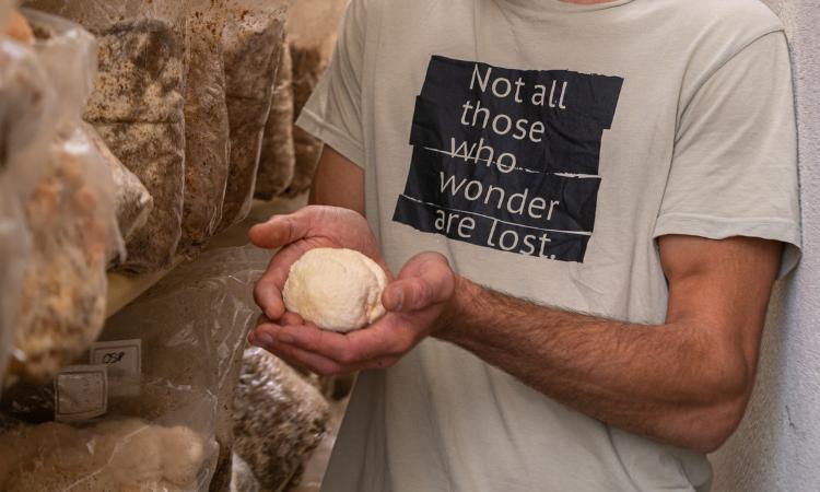 Lion's Mane Mushroom
