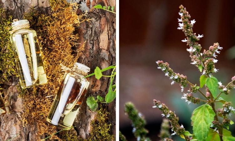 Patchouli Essential Oil