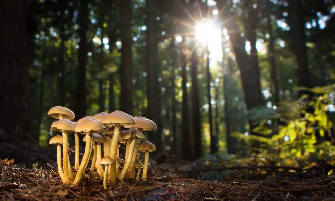 Mushrooms growing in the wild, representing natural sources behind the best mushroom supplement for focus.