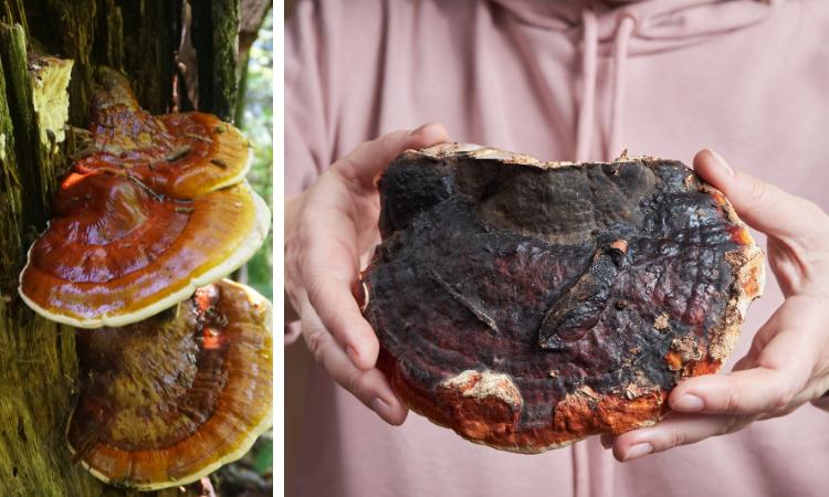 The Ultimate Guide to Reishi Mushroom Benefits! – ATGHealth