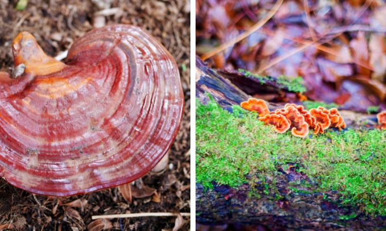 reishi mushroom