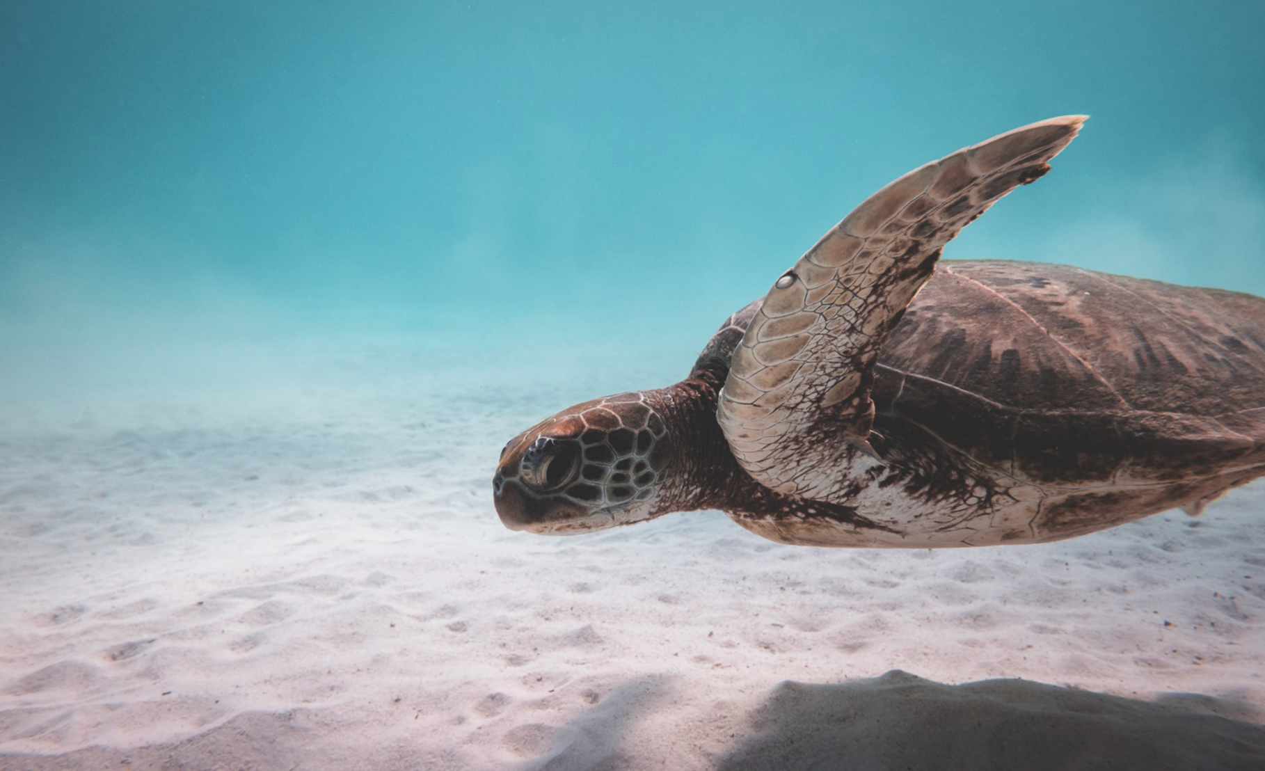 The Against The Grain Journey North