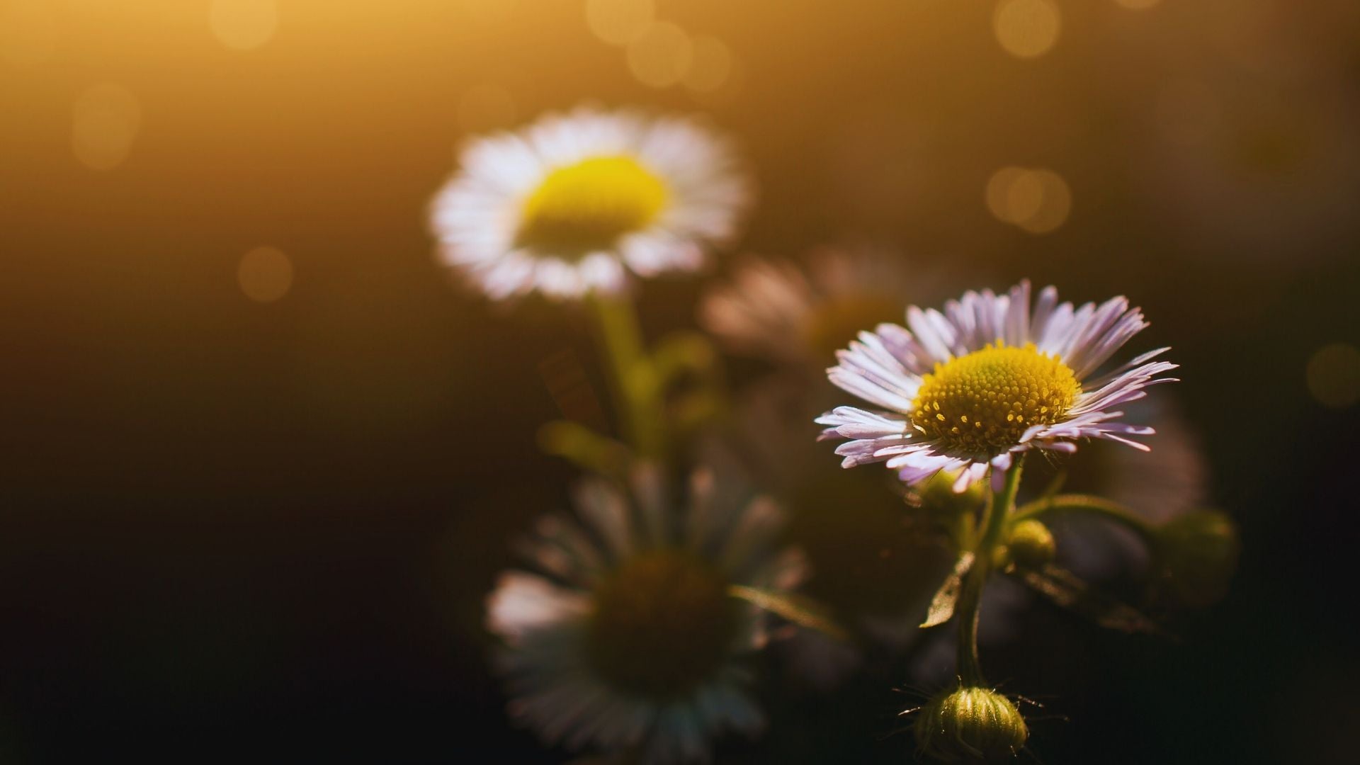 natural sleep remedies concept with calming chamomile flowers in soft evening light