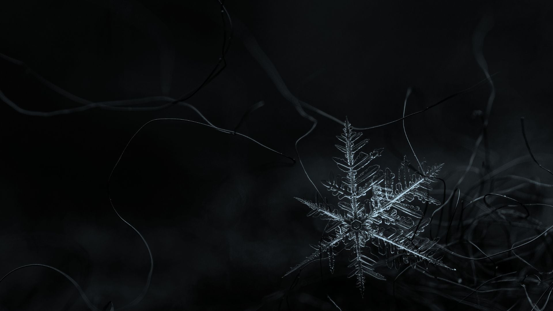 The geometry of life and our inextricable connection to the all.