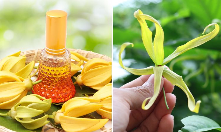 Ylang Ylang flowers