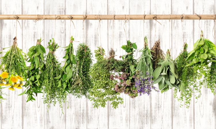 variety of dried herbs hanging representing herbal sleep aid and natural remedies