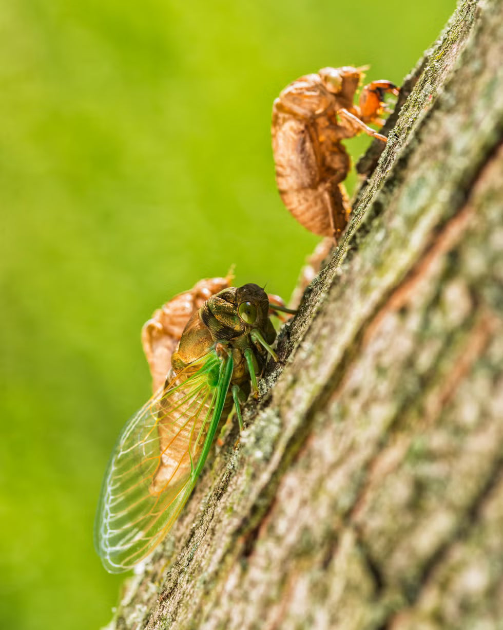 The Cicada Phenomenon & What we can learn from it regarding Human Cycles & Peaceful Revolutions