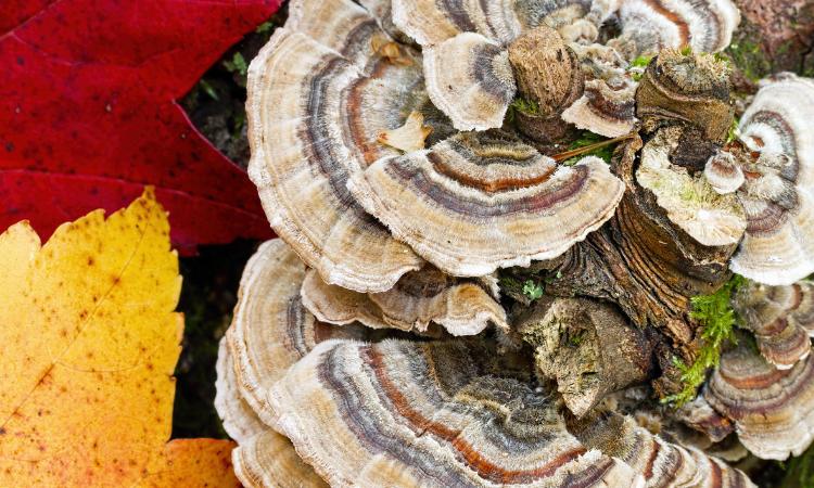 Turkey Tail Mushroom