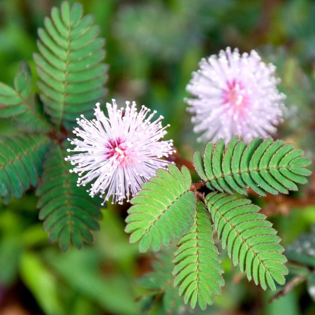 Close-up of Mimosa pudica with pink flowers and green leaves.